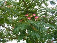 Arbre a soie, Albizia julibrissin (fam Legumineuses) (de l'Iran a la Chine) (Photo F. Mrugala) (2)